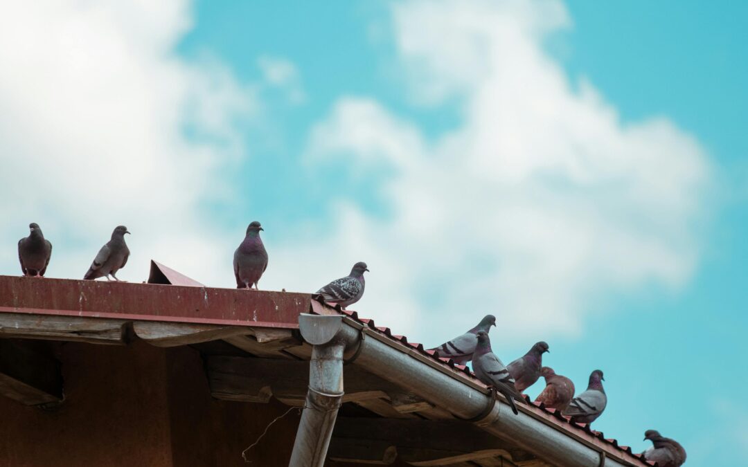 A group of pigeons perched along a weathered roofline and metal gutter under a bright blue sky, illustrating common debris and pest issues handled by professional "gutters near me" services.